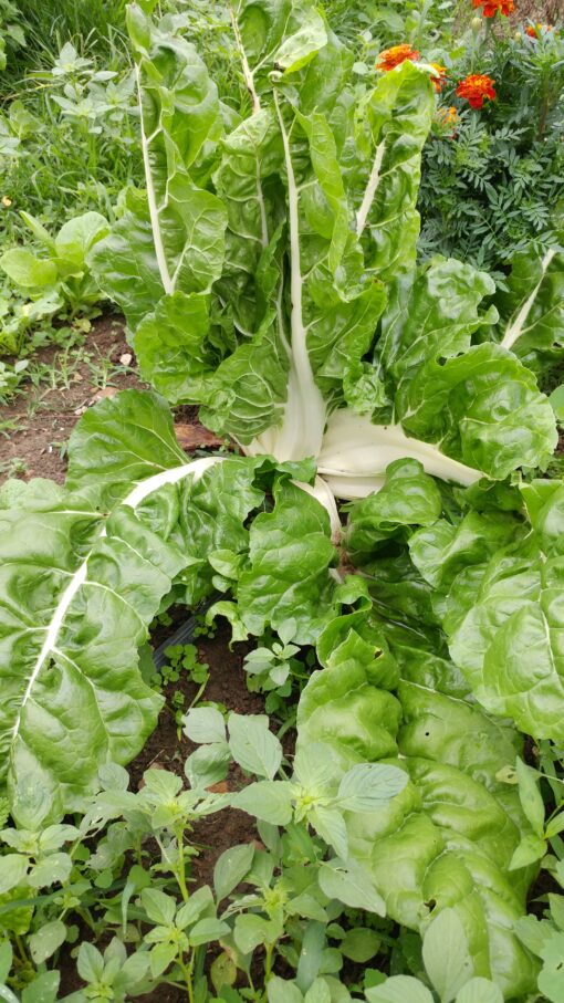 Large plant of Chard Fordhook Giant growing in the garden.