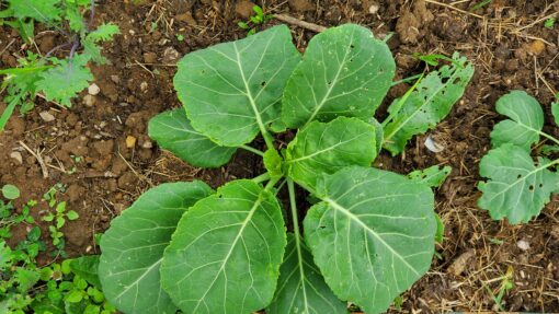 A young Champion Collard Greens plant in the garden.