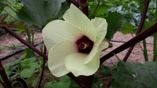 A red centered Burgundy Okra flower on the plant.
