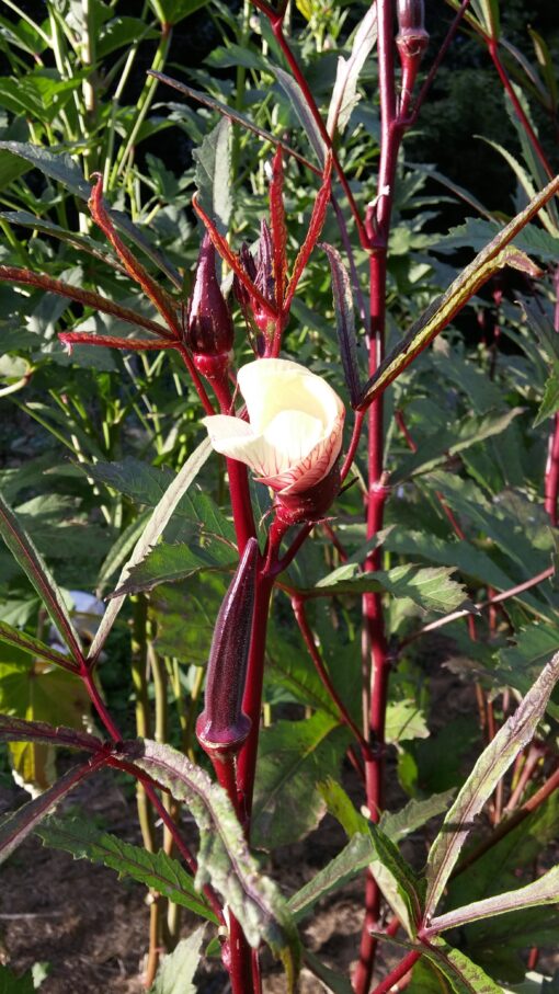 Burgundy Okra pods growing on dark red stems of the okra plants with a white blossom starting to open above them.