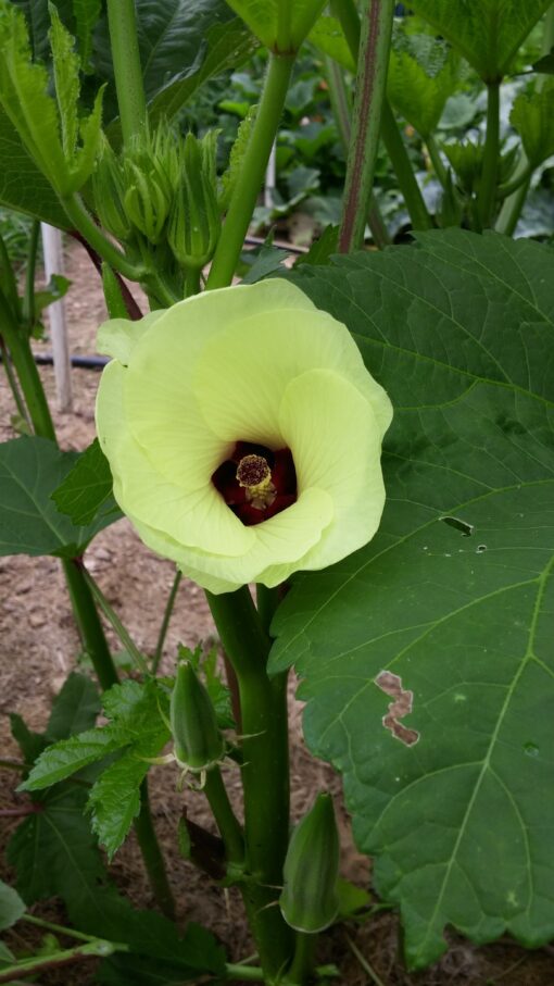 Clemson Spinless Okra blossom with pods beneath it.