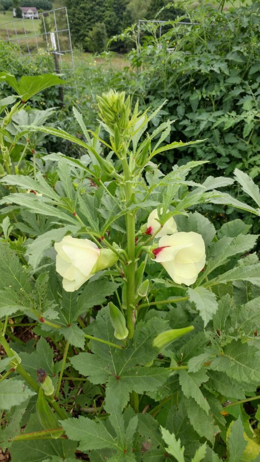 Clemson Spineless Okra plant with flowers and green pods on it.