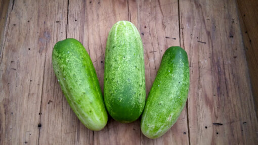 Three Double Yield Cucumbers on a wooden surface.