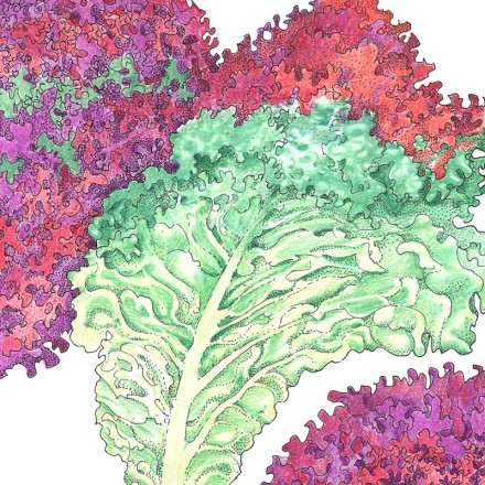 Colorful illustration of leafy greens, including Lettuce Lolla Rossa, with a focus on textures and patterns.