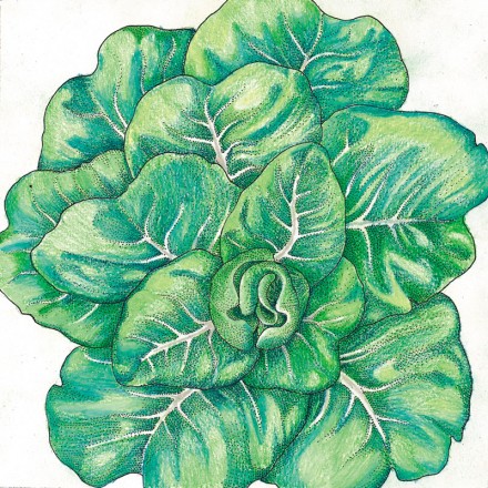Illustration of a Lettuce Tom Thumb Organic plant with detailed leaves.