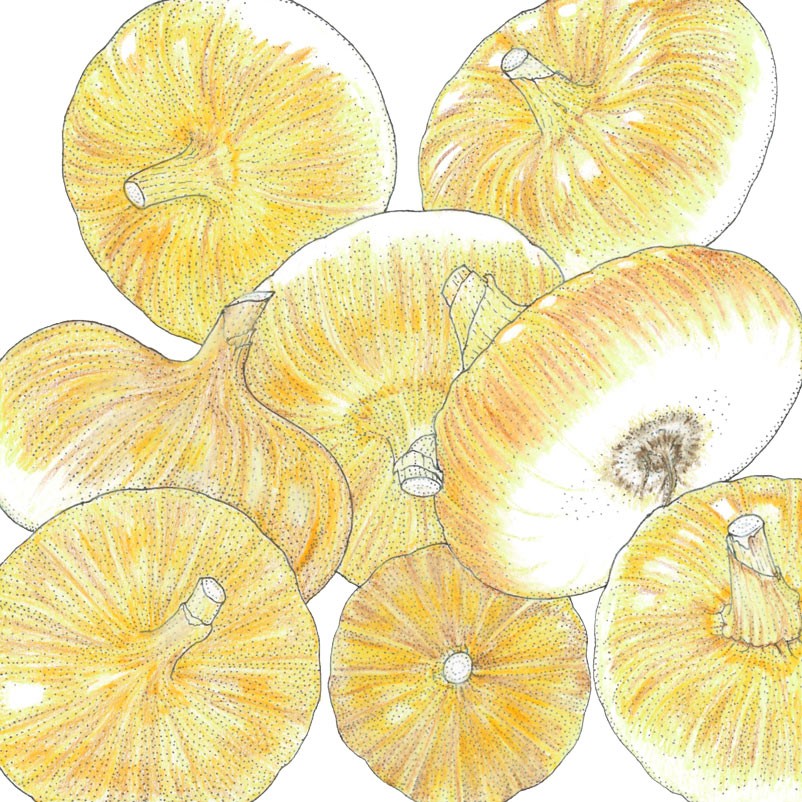 Illustration of a cluster of Onion Yellow Cippolini with a focus on their varied textures and patterns.