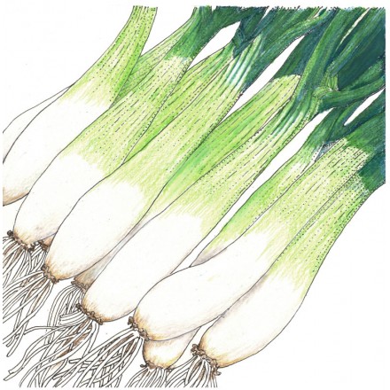 Illustration of a bunch of Onion He Shi Ko Bunching with white bulbs and roots.