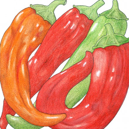 Illustration of colorful Pepper Anaheim peppers.