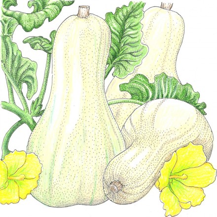 Illustration of Winter Squash Butternut Waltham plants with leaves and flowers.