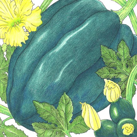 Illustration of a blue Winter Squash Table Queen Acorn with its flowers and leaves.