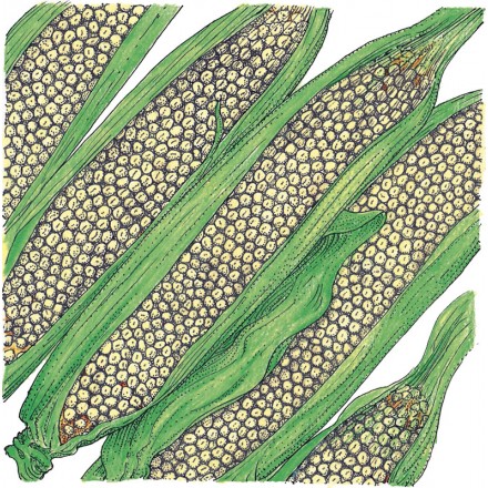 Illustration of several ears of Corn Country Gentlemen with husks partially removed, exposing the kernels.