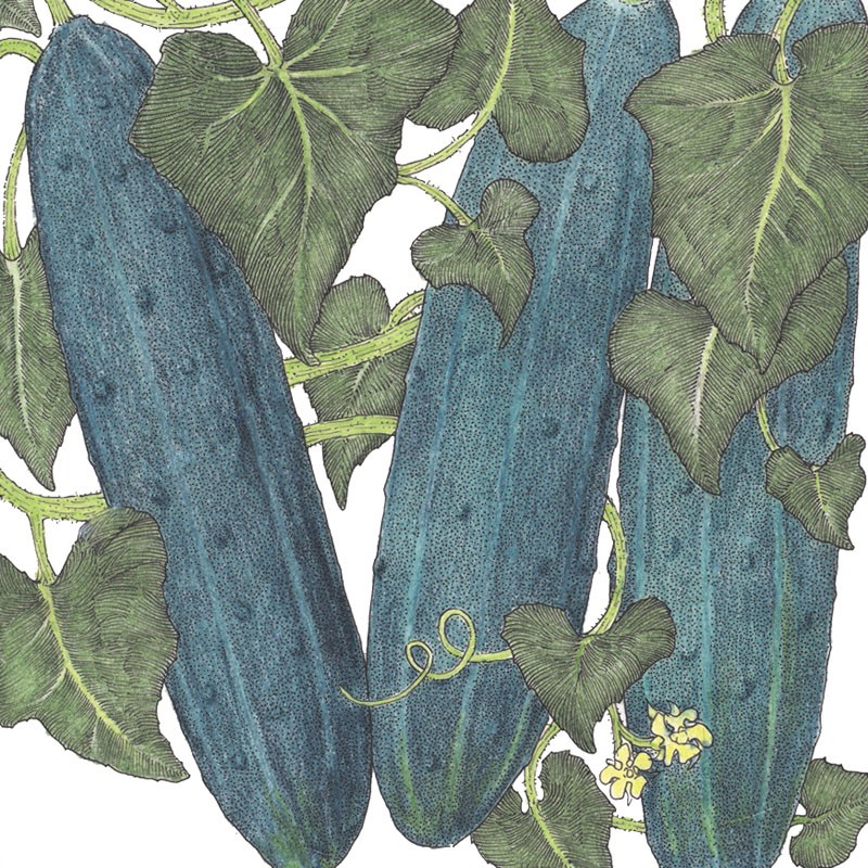 Illustration of Cucumber Marketmore 76 Organic with leaves and tendrils.