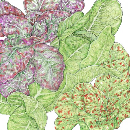 Illustration of Lettuce Tricolor Romaine Mix with purple and green patterns.