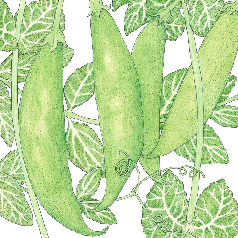 Illustration of Pea Sugar Daddy pods with leaves on a white background.