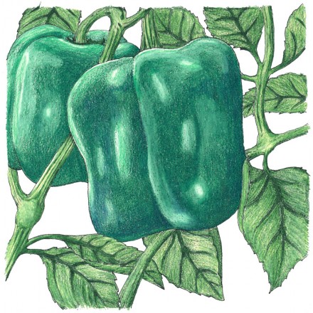 Two Pepper Emerald Giants with leaves.