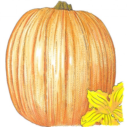 Illustration of an orange Pumpkin Connecticut Field with vertical ridges and a single yellow leaf.
