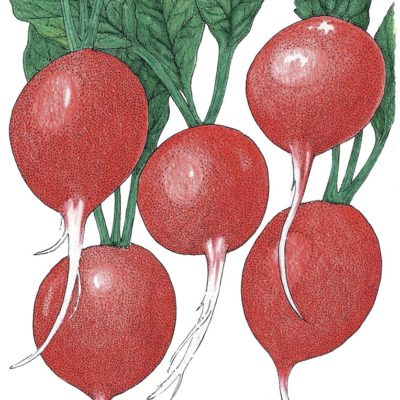 Illustration of four Radish Cherry Belle Organic with green leaves.