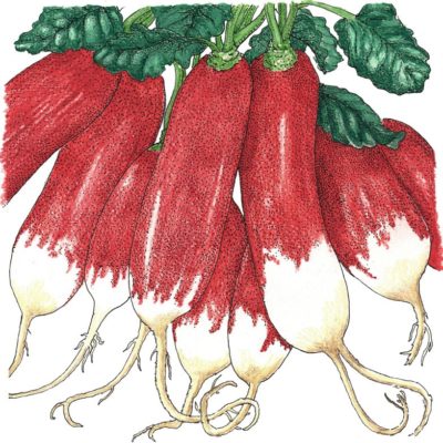 Illustration of a bunch of Red and white Radish French Breakfast Organic with green leaves.