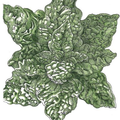 Detailed illustration of a bunch of green Spinach Bloomsdale leaves.