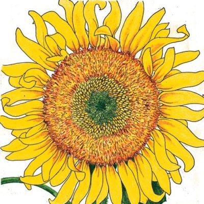 A vibrant illustration of an Sunflower Russian Mammoth Organic with yellow petals and a textured central disk.