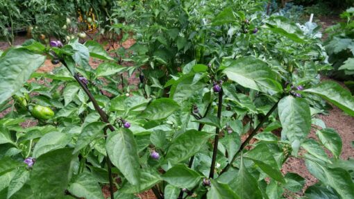 Purple blossoms and fruit on the Black Hungarian Pepper plants.