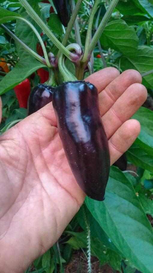 Large dark Black Hungarian Pepper hanging off the plant.
