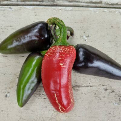 Pepper Black Hungarian in various stages of ripeness from green to black to red.