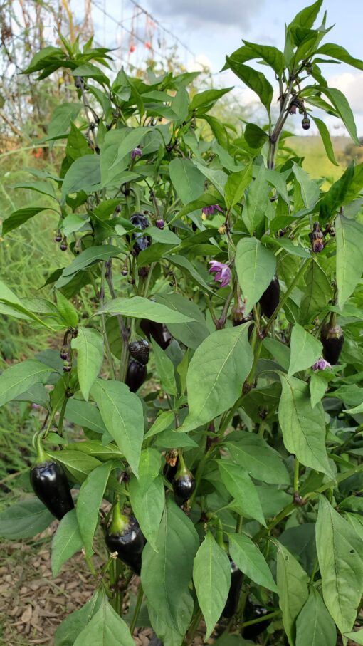 Small dark Black Hungarian Peppers growing on the plant.