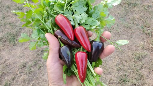 A handful of Black Hungarian Peppers on top of cilantro.