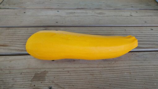 A very long and fat Golden Zucchini Summer Squash.