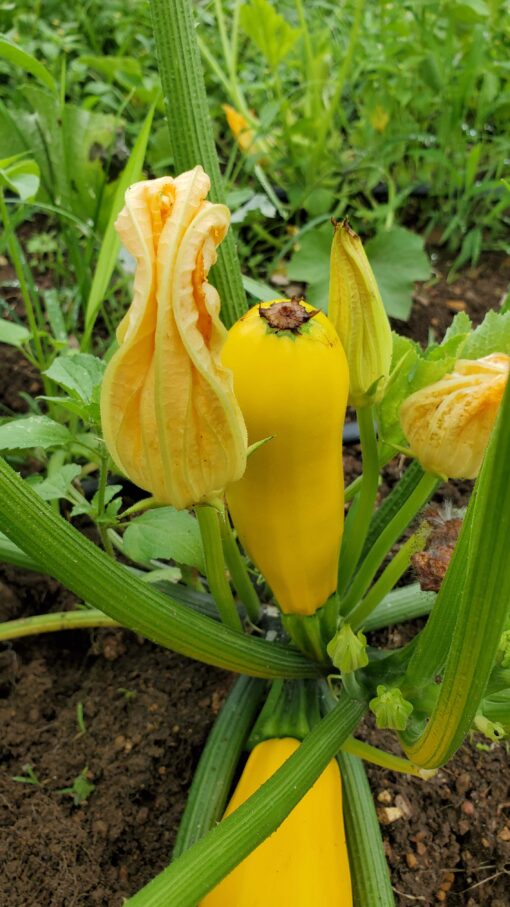 Golden Zucchini Summer Squash growing on the plant next to a zucchini blossom.