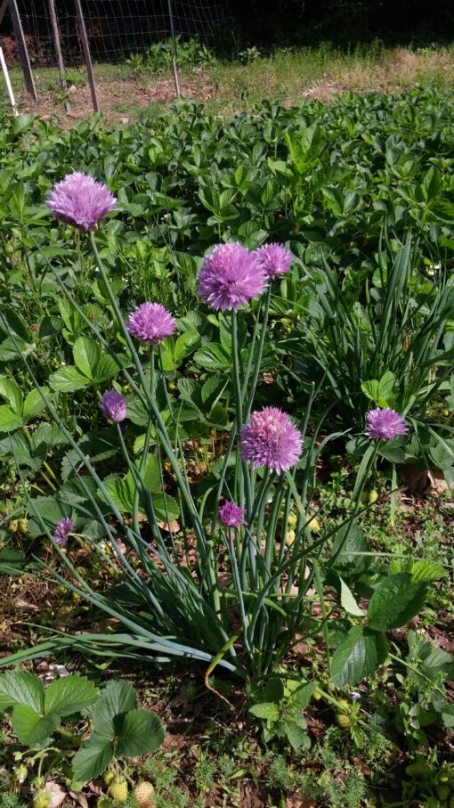 Lovely purple Common Chive blossoms on the ends of long green chive leaves.