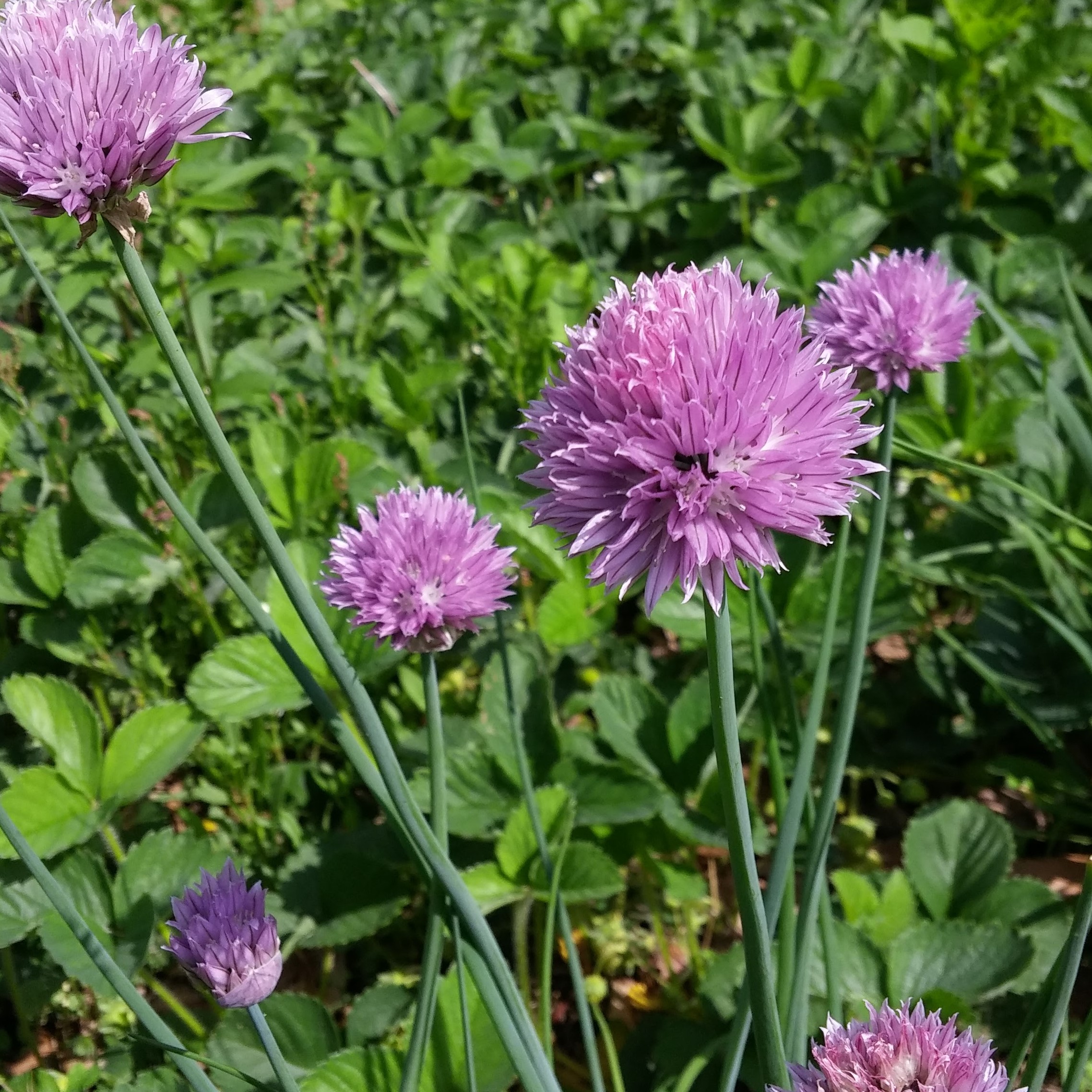 Chives Common blooming in the garden.