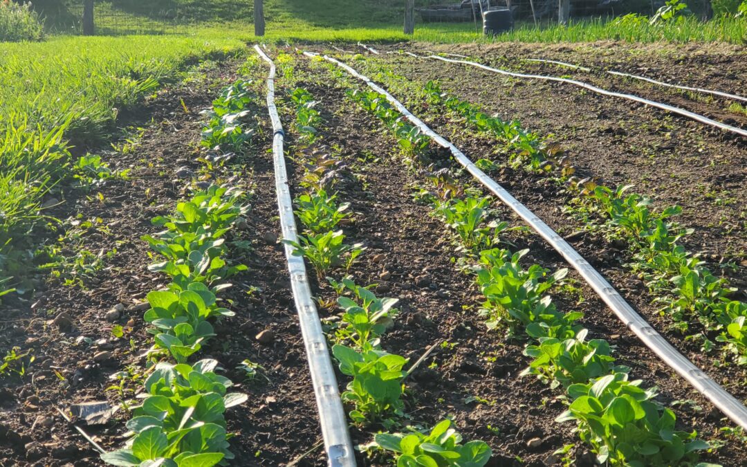 How to Plan your Garden Planting Timeline