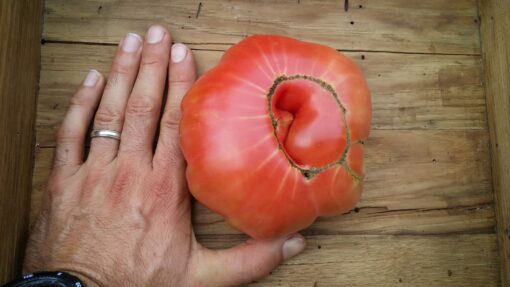 A large Pink Brandywine Tomato with man's hand for comparison.
