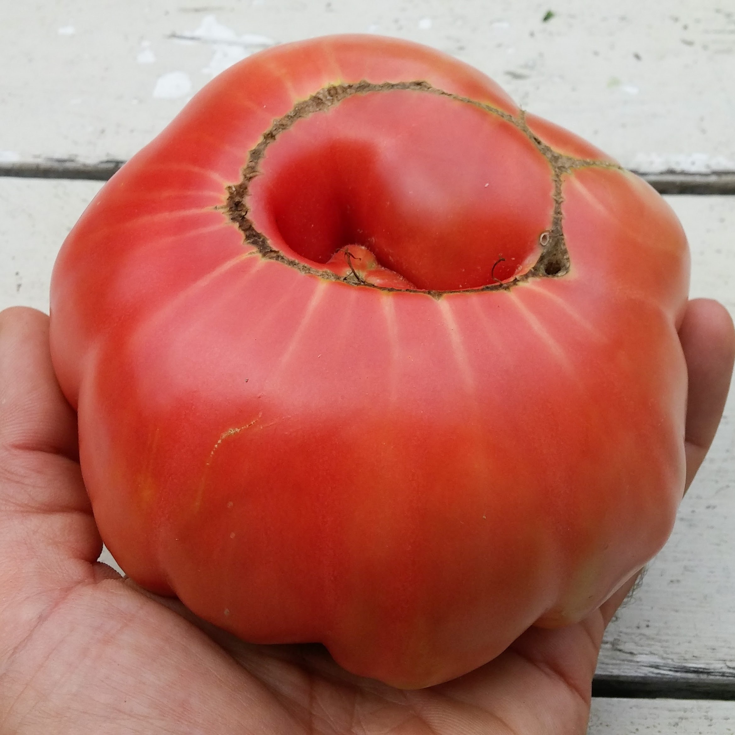 25 Fresh Heirloom Pink Brandywine Tomato Seeds-R 024