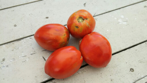 Four fat Amish Paste Tomatoes clustered together in a small pile.