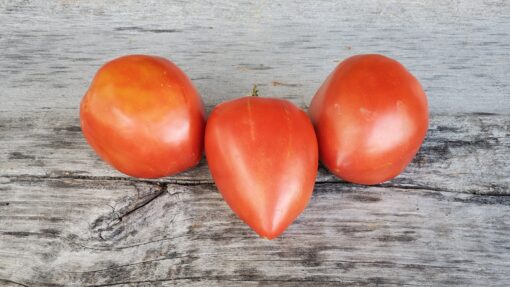 Three differently shaped Amish Paste Tomatoes sitting on a wooden surface.