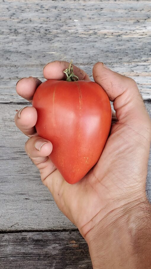 Holding a pointed Amish Paste Tomato.