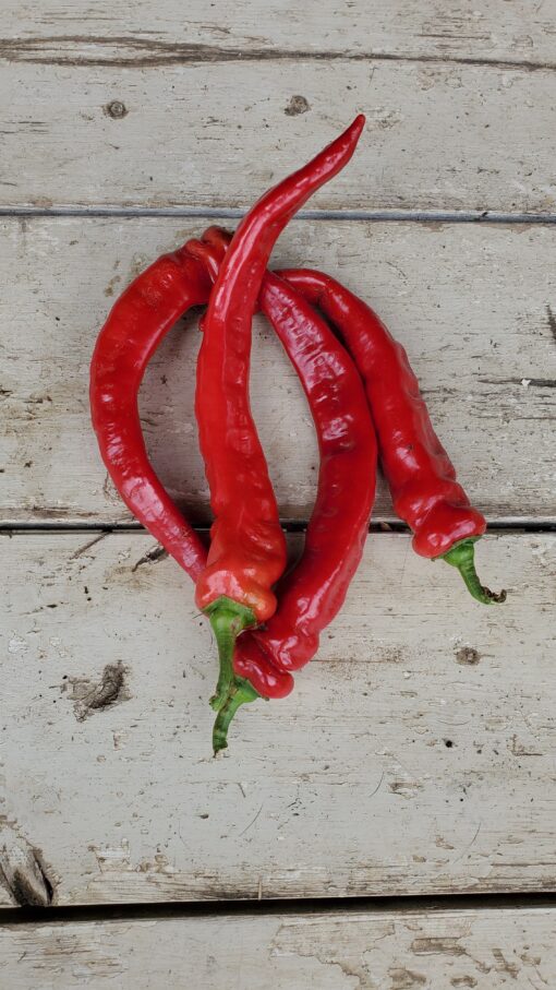 Long red Nardello Peppers.