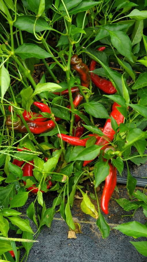 A plant filled with Nardello Peppers.