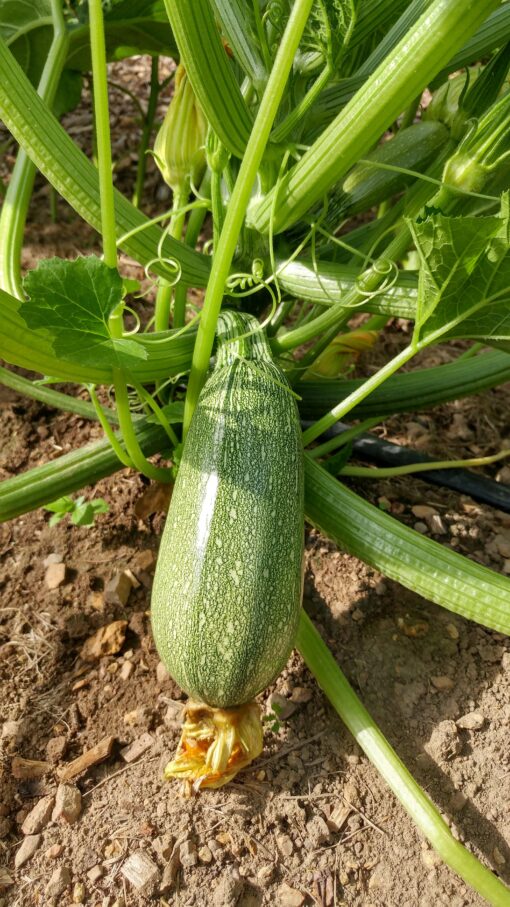 Summer Squash Gray Zucchini growing on the plant.