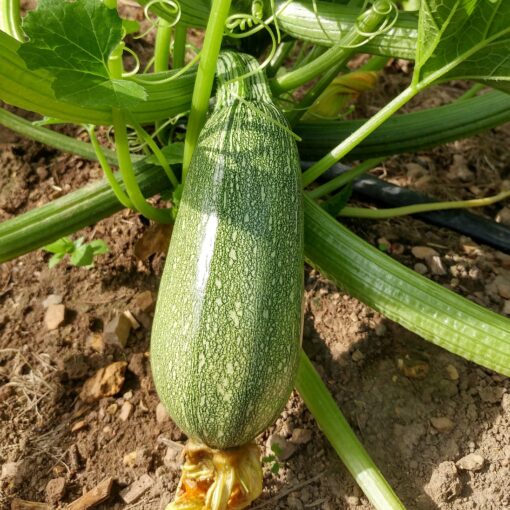 Summer Squash Gray Zucchini growing on the plant.