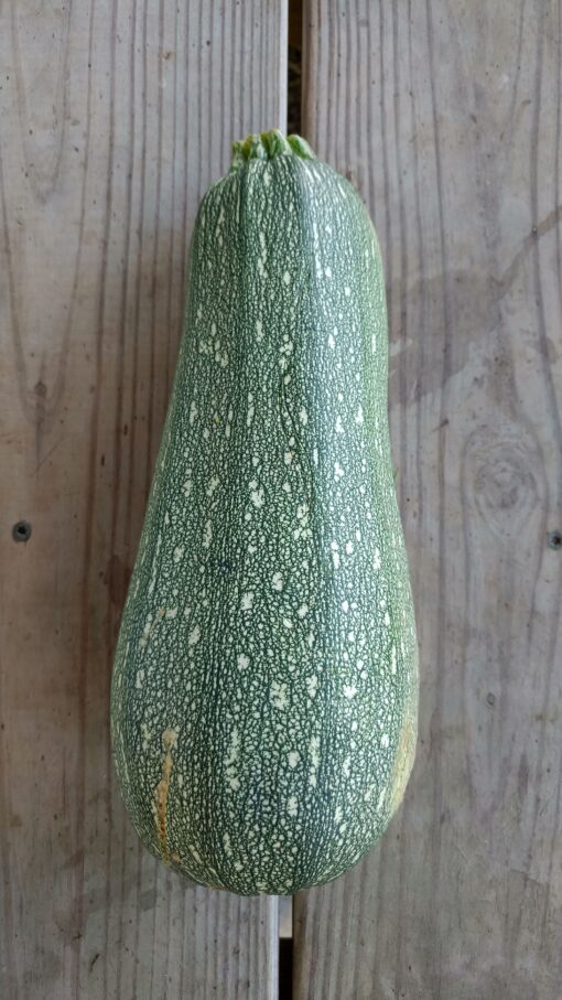 A big fat Gray Zucchini Summer Squash with grey and green mottled skin.