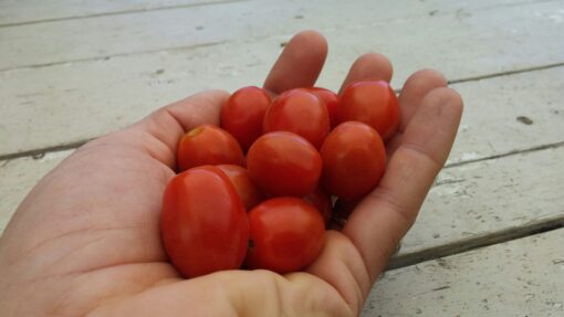 A handful of dark red Jujube Tomatoes.