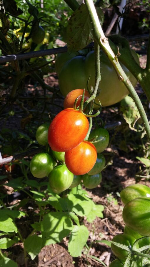 Jujube Tomatoes growing on the vine with green tomatoes behind the ripe ones.