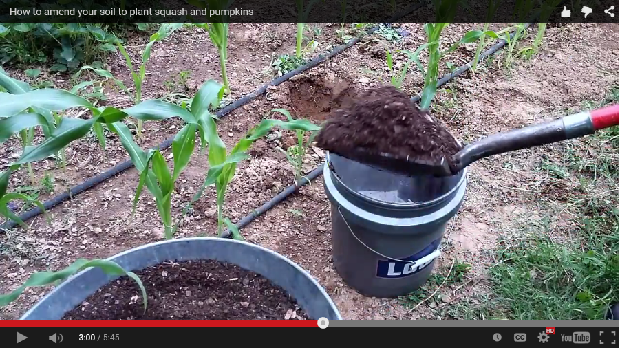 How to amend your soil to plant squash and pumpkins