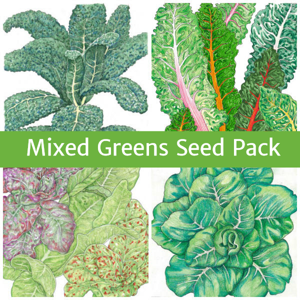 https://seedsforgenerations.com/wp-content/uploads/sites/2/2015/11/Seed-Pack-Mixed-Greens.jpg