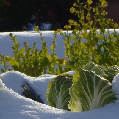 Vegetables growing in snow.