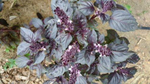 A Dark Purple Opal Basil plant with blooms on it.